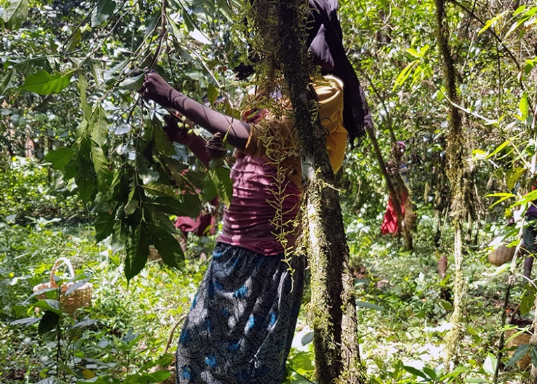 Child picking coffee berries