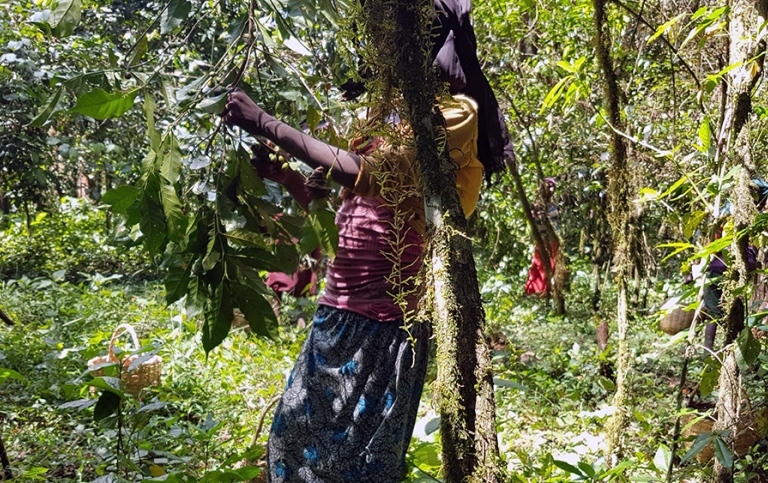 Child picking coffee berries