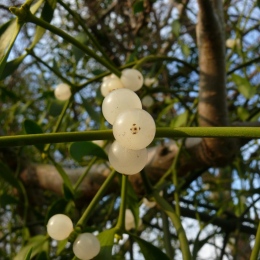 mistletoe