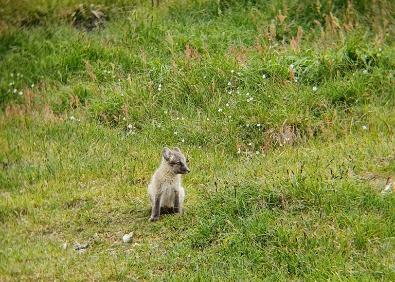 Fox cub at a den. Photo: Swedish arctic fox project/Hjalmar Stake