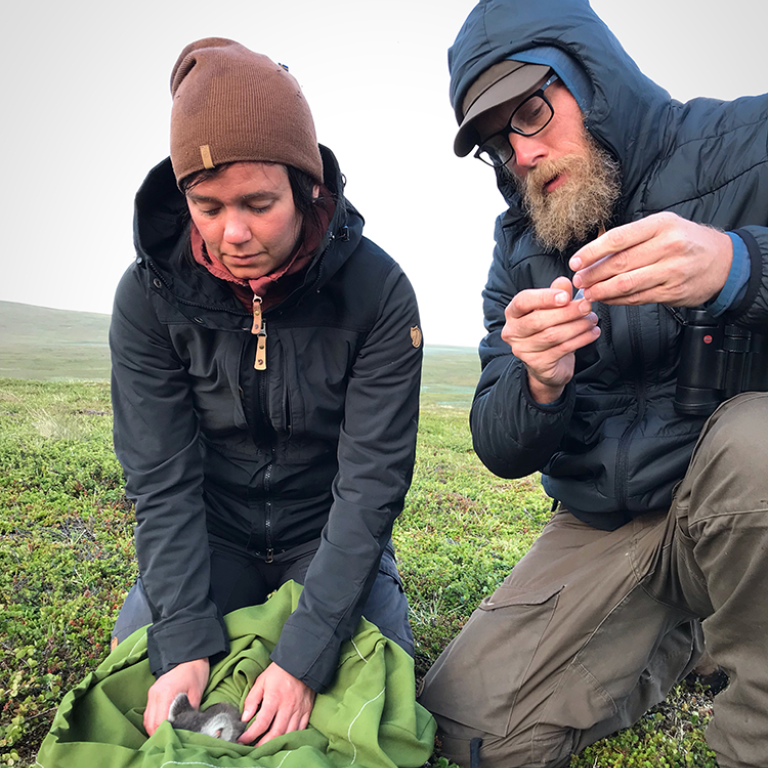 Karin Norén and Johan Wallén with an arctic fox. Photo: Swedish Arctic fox project/Heidi Paltzer