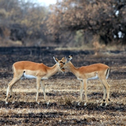 Juvenile impala grooming on a burned savanna, Serengeti National Park