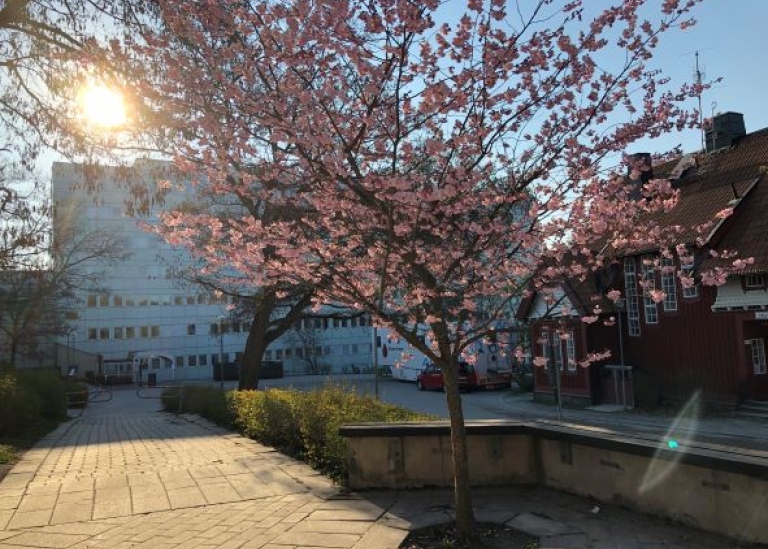 Södra husen på Frescati under våren. Ett blommande träd syns i förgrunden och solen skiner.