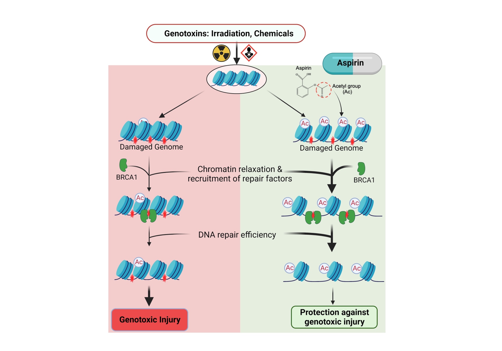 Aspirin protects against genotoxicity by promoting genome repair