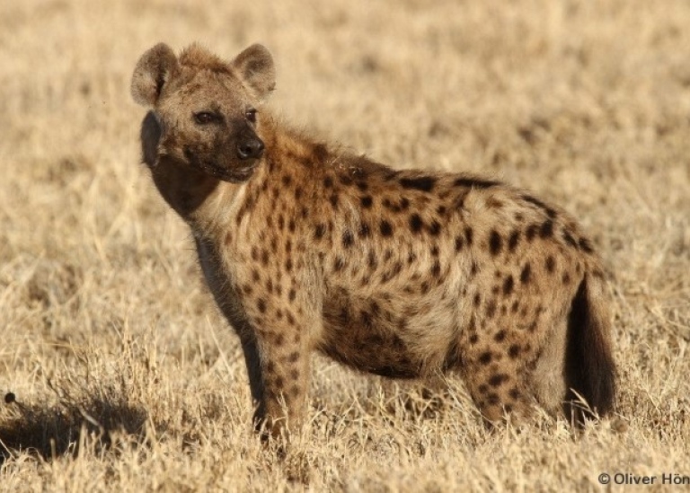 Spotted hyaenas (Crocuta crocuta) are a predator species in Tanzania
