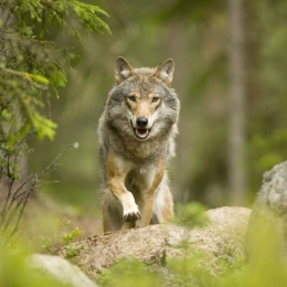 Förvaltningen av varg (Canis lupus) är mycket omdiskuterad i Italien och Sverige