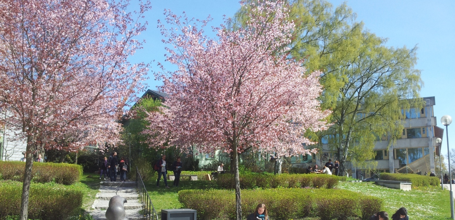 Körsbärsblommor och gröna villan