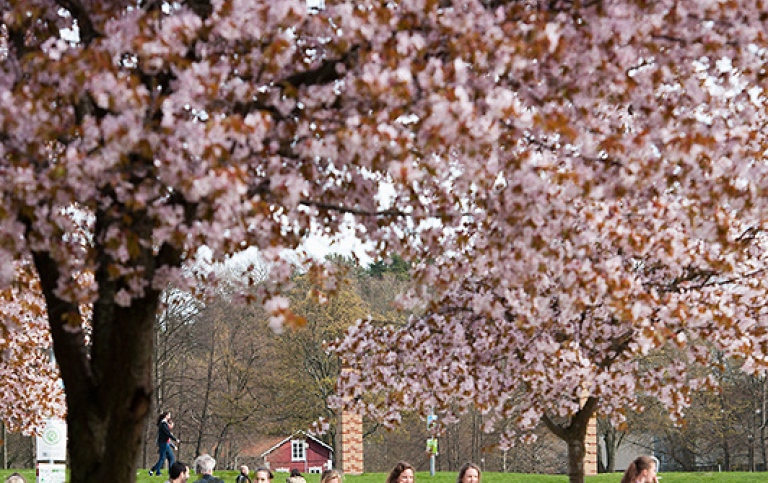 Studenter på campus, körsbärsträd blommar. Foto: Eva Dalin