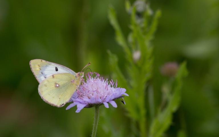 Colias butterfly
