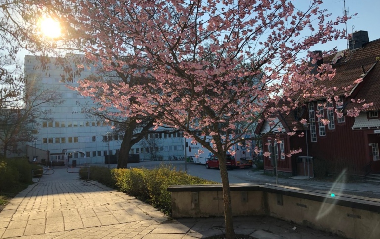 Södra huset at Stockholm University behind a cherry tree