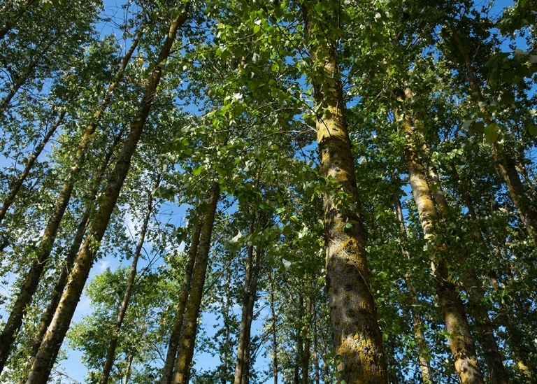 Avverkningsmogna hybridpopplar 26 år efter planteringen i södra Sverige nära Vombsjön.