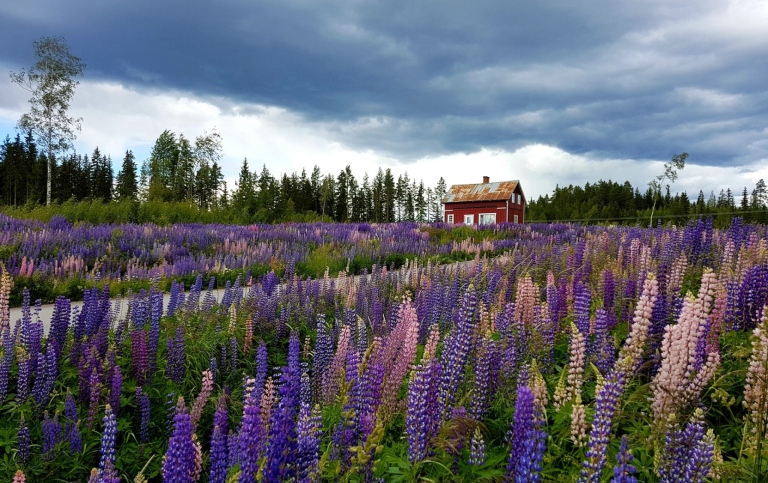 Lupins