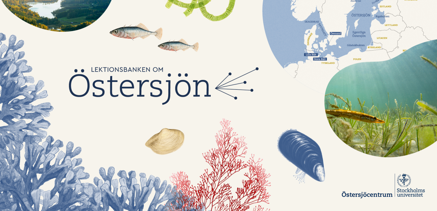 Illustration av blåstång, cyanobakterie, blåmussla och Östersjökarta