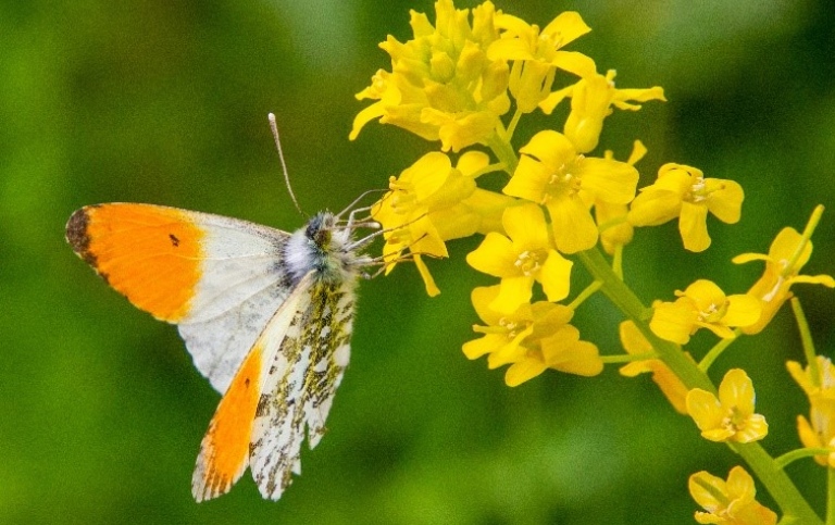 White and orange butterfly sitting on a plant with many small yellow flowers.