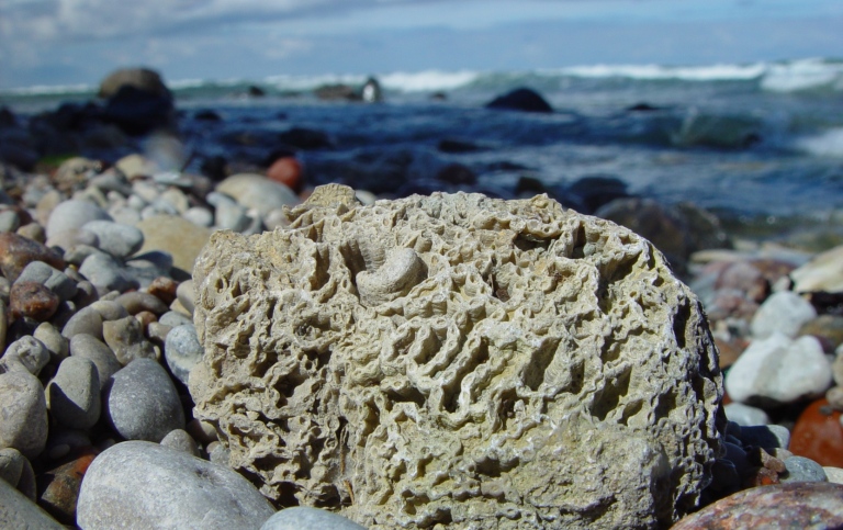 Kedjekorall (Halycites), ca 425 Ma, Gotland. Photo: Otto Hermelin