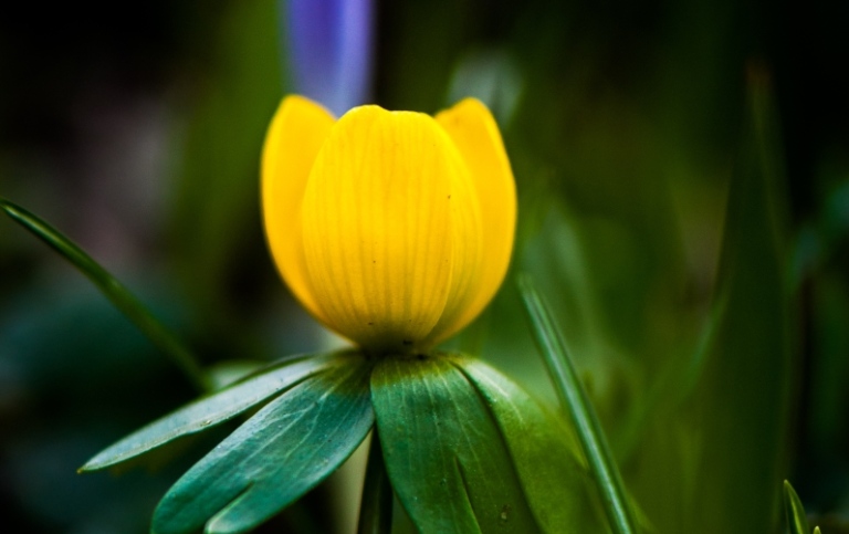 Gul blomma av arten Vintergäck