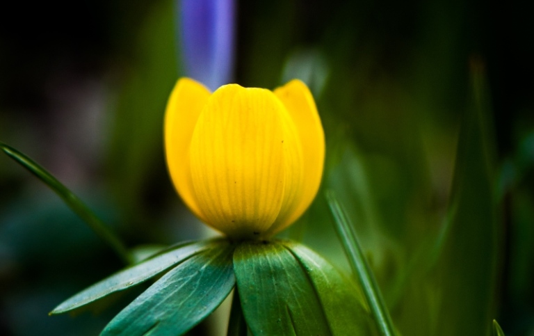 Yellow flower