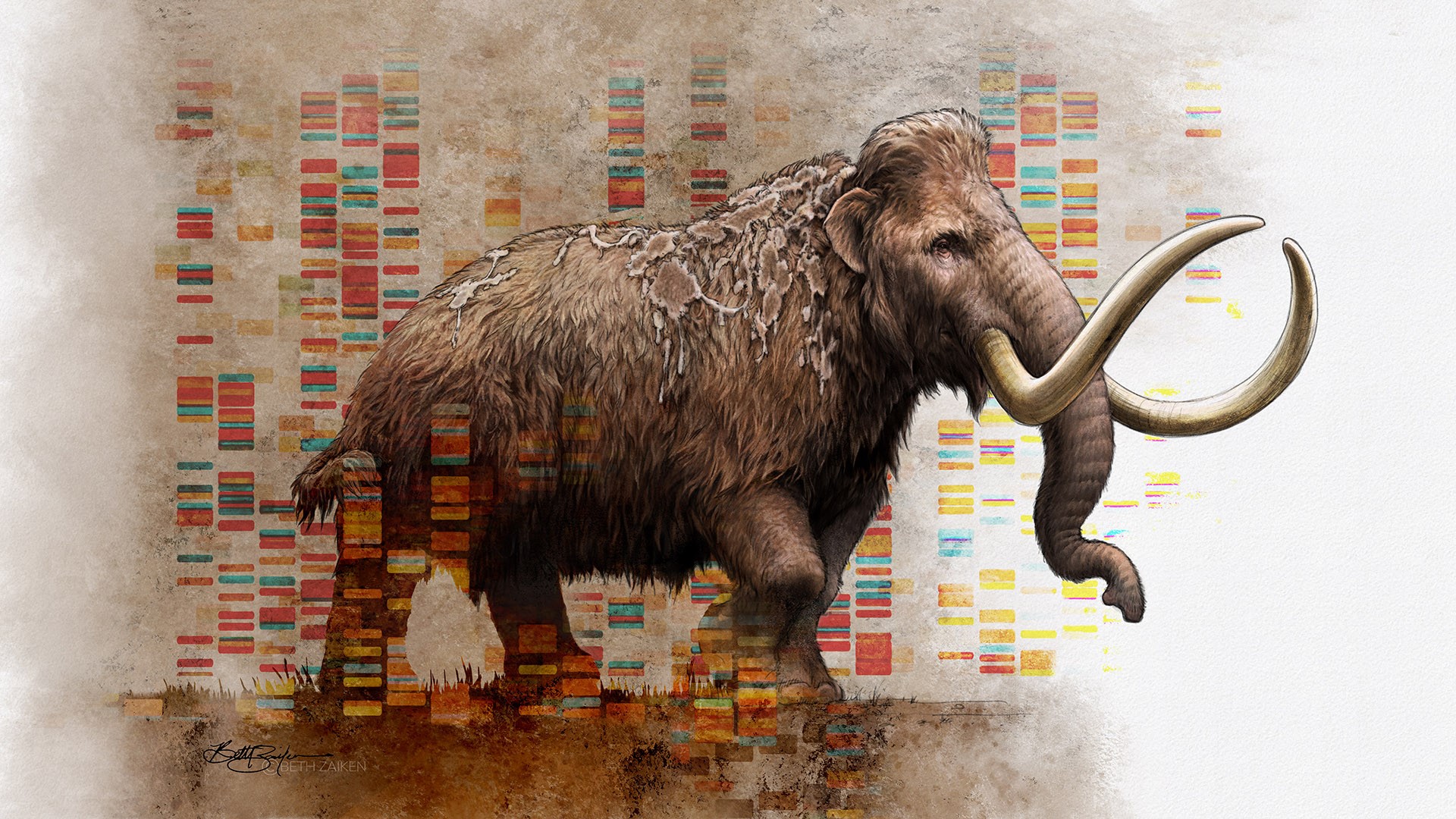 Genes that separate woolly mammoths from elephants revealed Stockholm