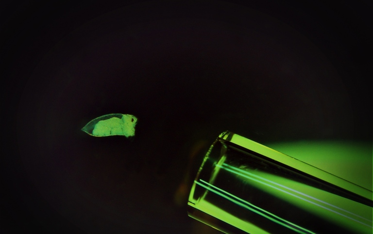 Mikroskopisk hinnkräfta vid mynningen till en glaspipett