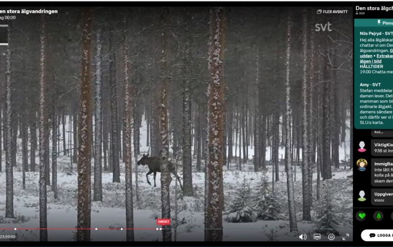 Skärmdump från SVT:s Den stora älgvandringen