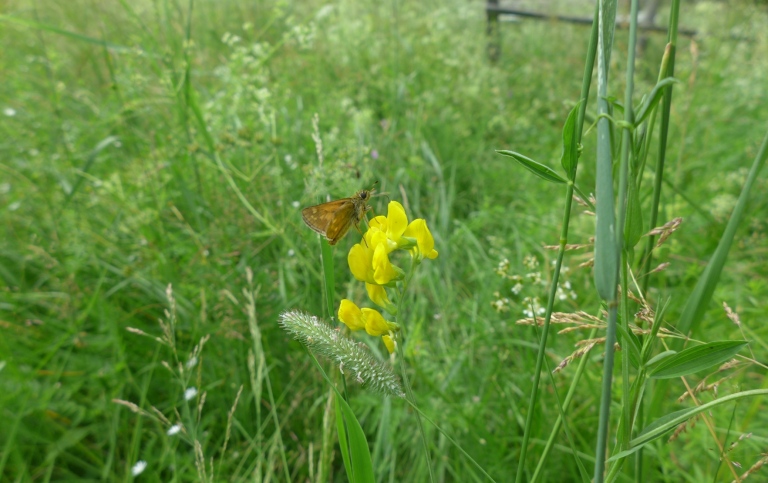 A pollinator in action