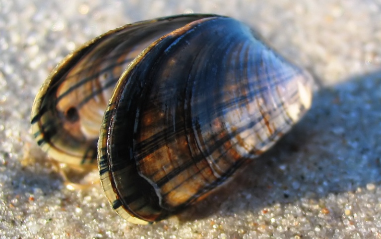 blåmussla. Foto Benutzer-Darkone /Wikimedia Commons