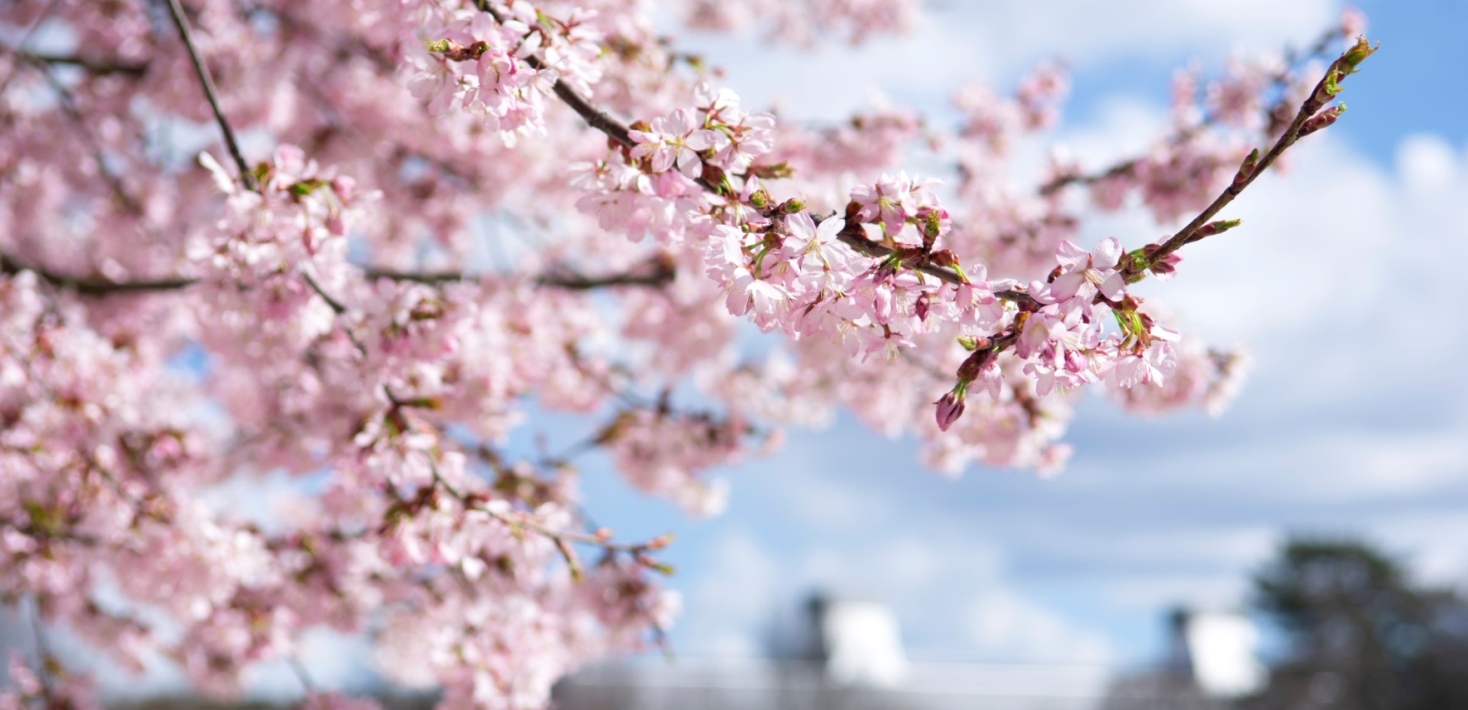 Cherry blossoms and the Arrhenius laboratory