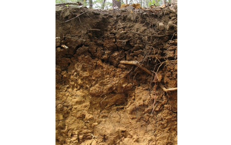 Soil profile