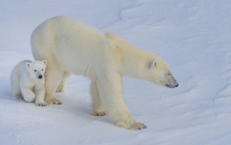 Polar bear with cub. Photo: Michael Tjernström/MISU/Stockholm University