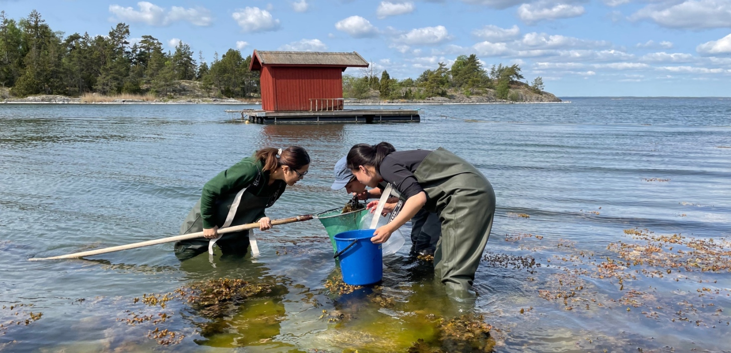 Masterstudenter på kursen Miljövetenskapliga fältstudier håvar efter dräktiga märlkräftor vid Askö. 