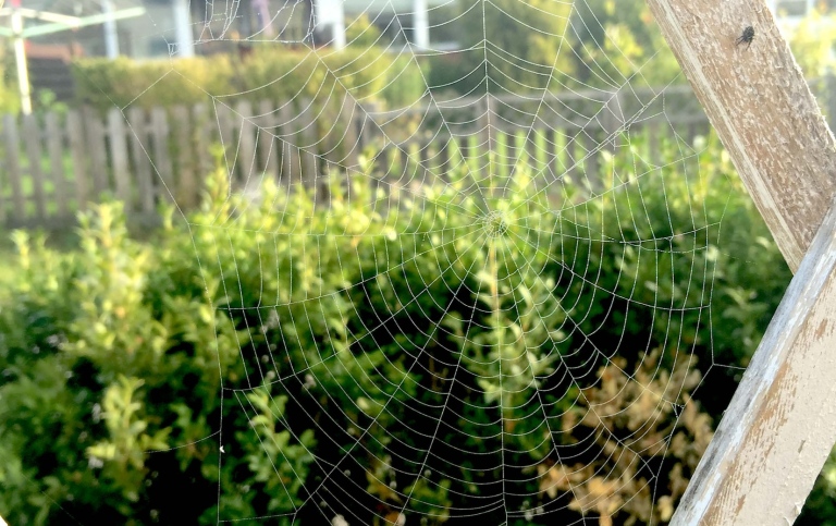 Spider's webb in garden. Photo: Elisabet Borg