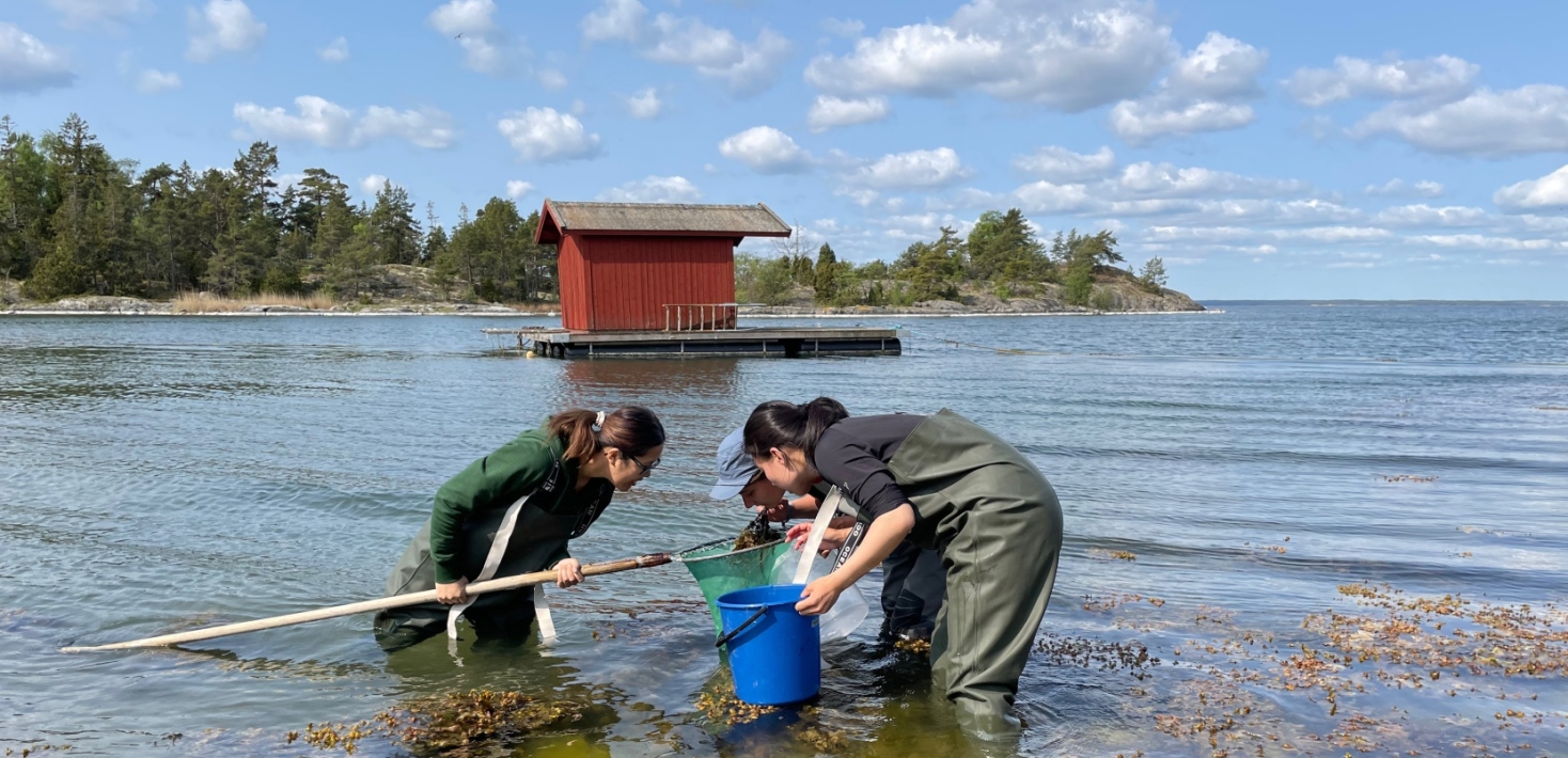 Master’s students at the course Environmental field studies net for gravid amphipods at Askö.