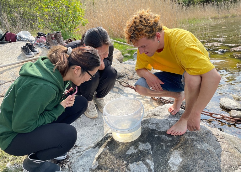 Students try to find amphipods in bucket by the shore. Askö laboratory