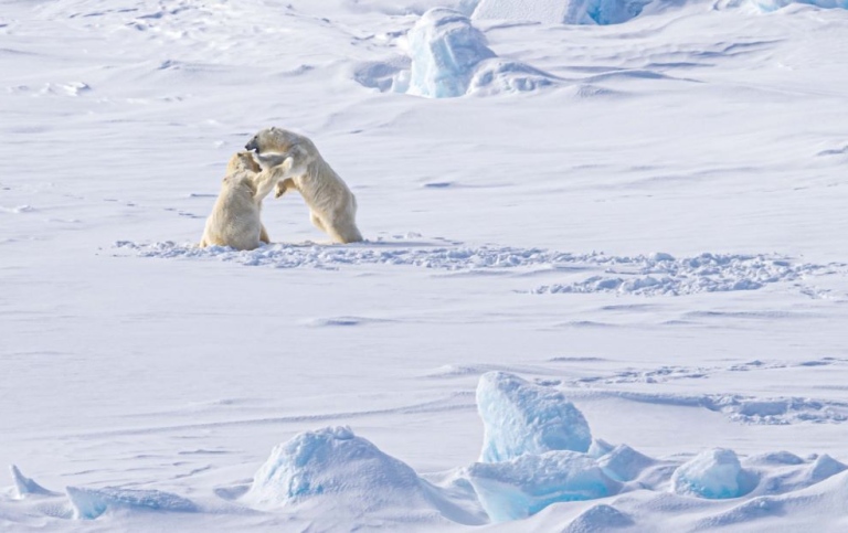 Two polar bears fighting on the ice. Photo: Michael Tjernström/MISU/Stockholm University
