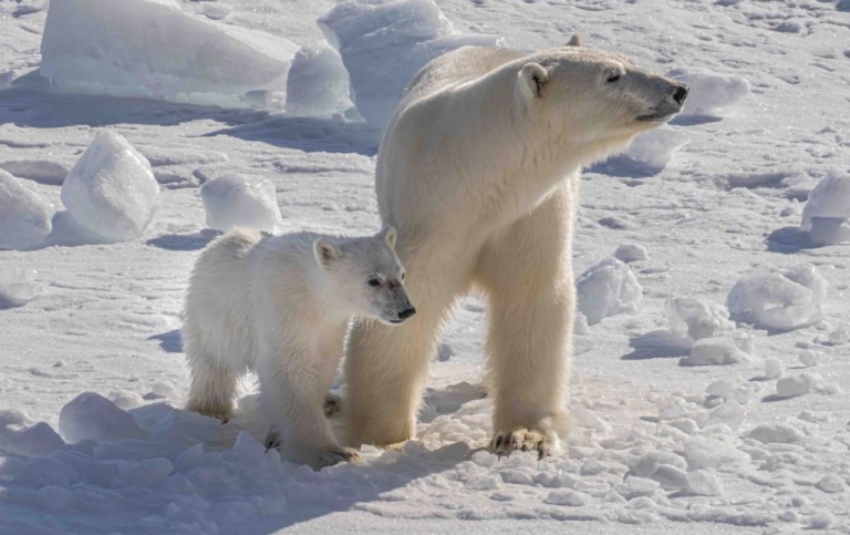 Polar bear mom and cub. Photo: Michael Tjernström/MISU/Stockholm University