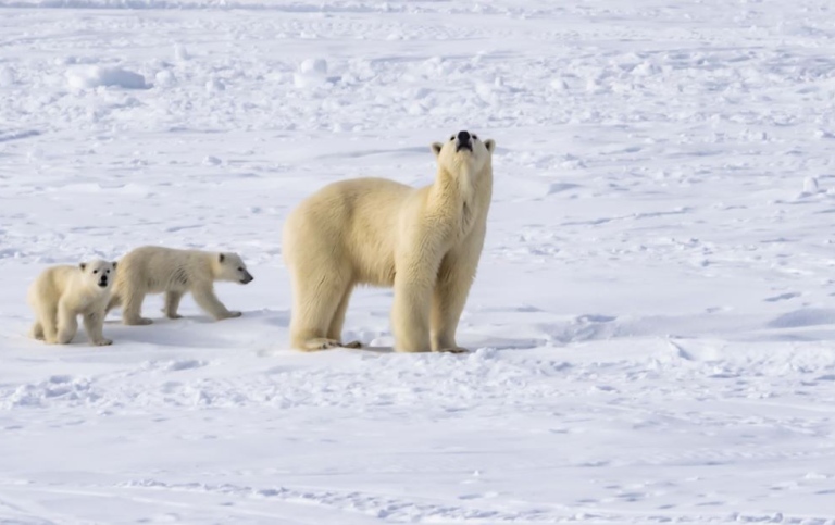 Polar bear mother and two cubs. Photo: Michael Tjernström/MISU/Stockholm University.