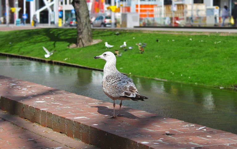 Mås på trottoar i stad, just vid en kanal