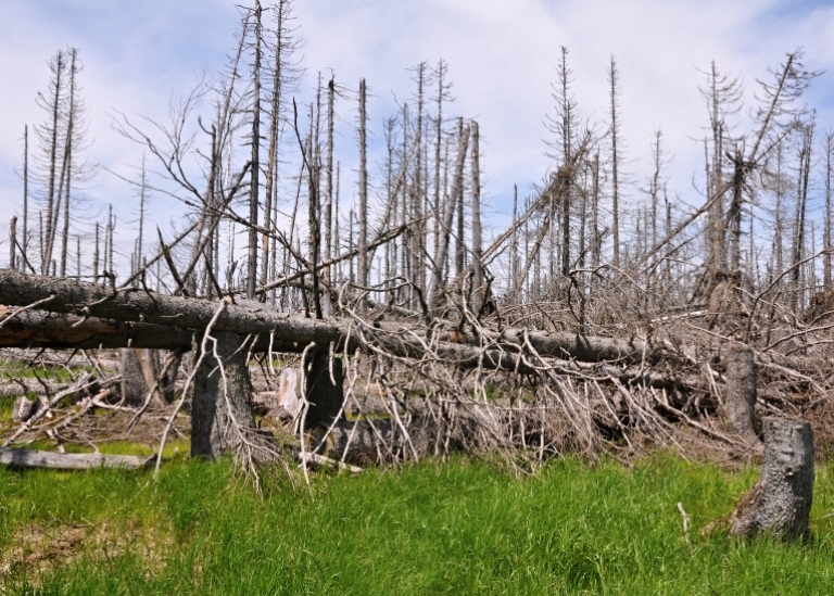 Skog som dött efter angrepp av barkborrar