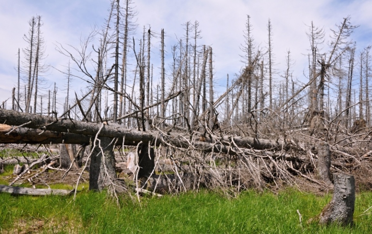 Skog som dött efter angrepp av barkborrar