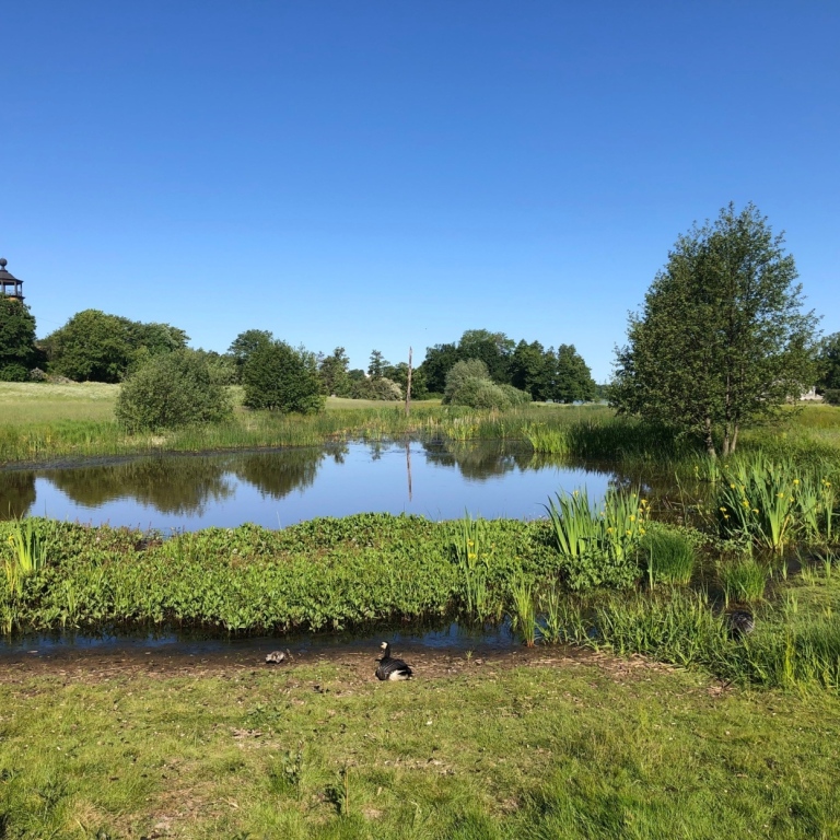 Våtmarken vid Bergianska trädgården.