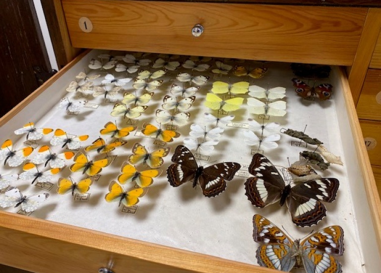 Fjärilar i olika färger monterade i prydliga rader i låda med glaslock.
