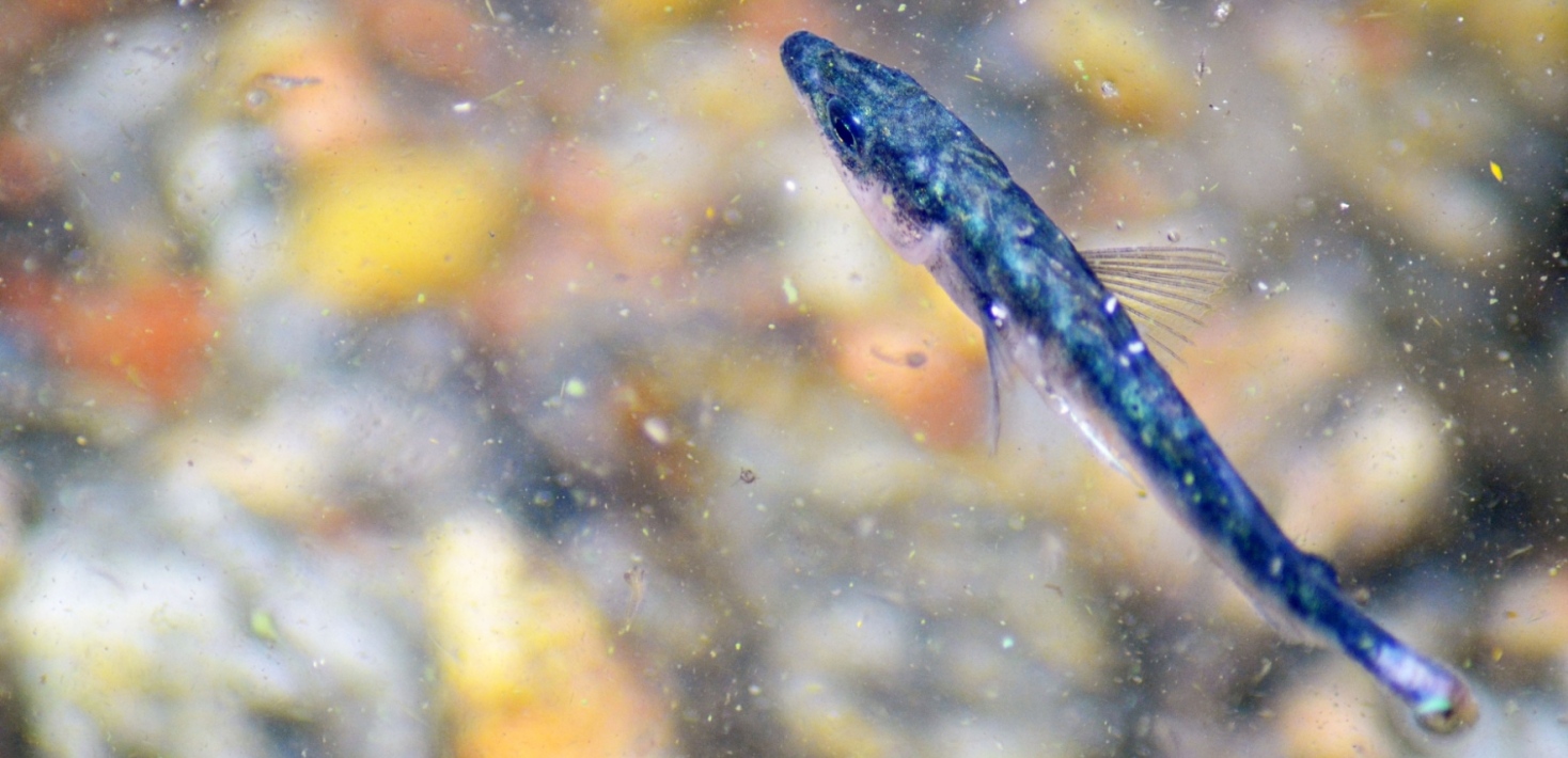 Three-spined stickleback