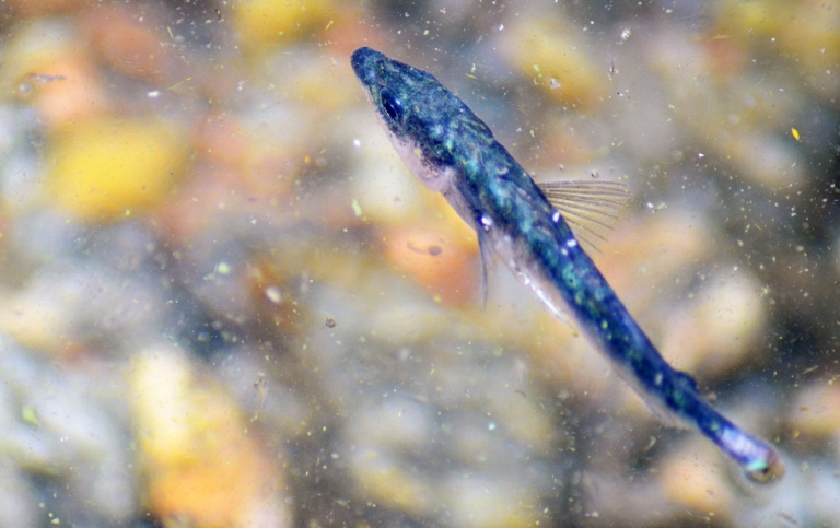 Three-spined stickleback