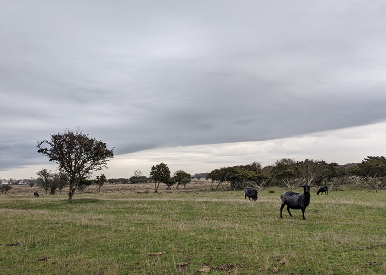 Öländsk landskap med får i förgrunden