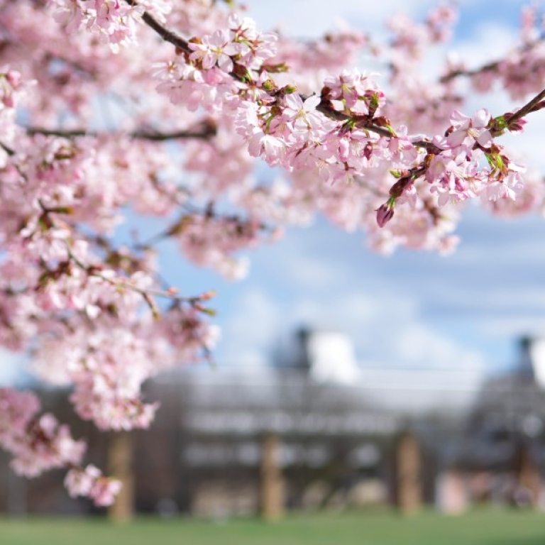 Körsbärsblommor på campus