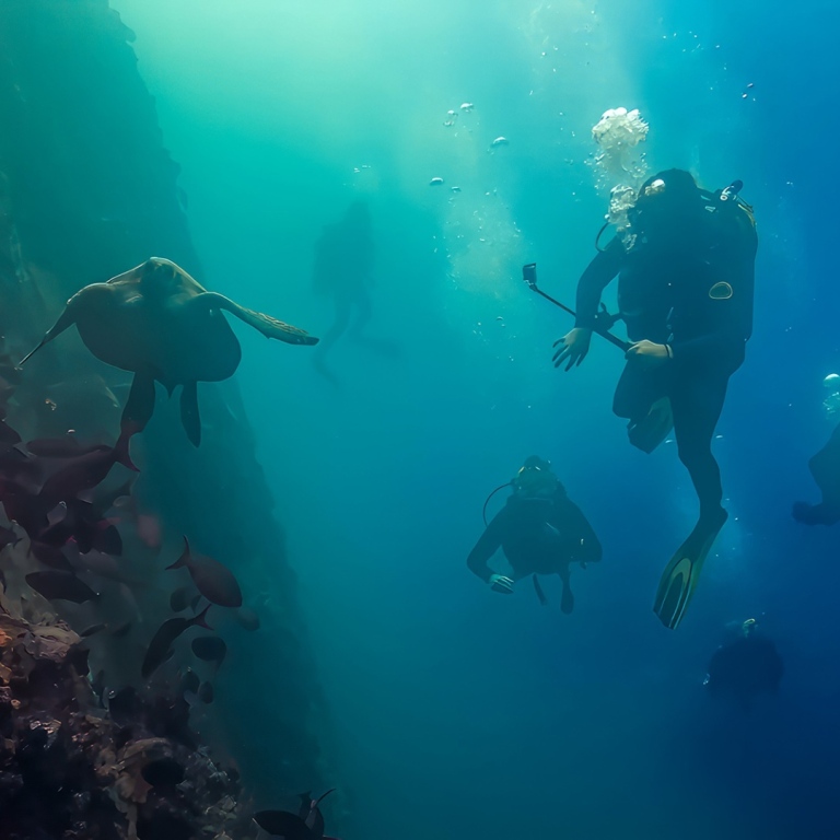 Forskare dyker i ett forskningsprojekt om sköldpaddor i Galapagos