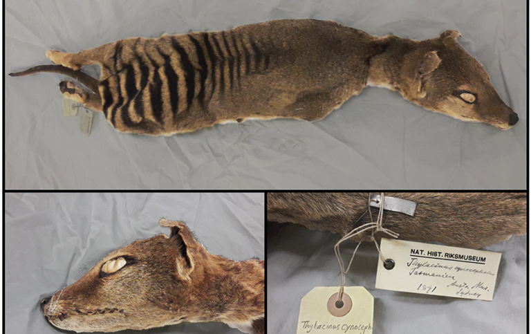 En död tasmansk tiger ligger i en monter på Naturhistoriska Riksmuseet.