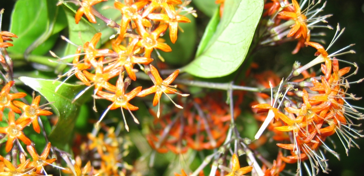 Växt från kaffesläktet Danais (Rubiaceae)