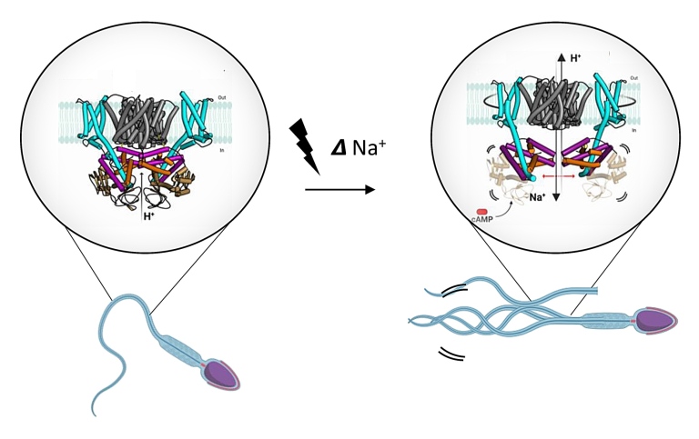 Sperm's secret voltage switch: Scientists unlock the mystery of motility