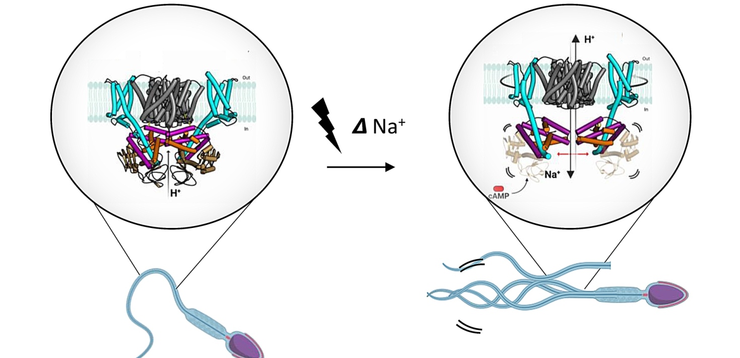 Mast yalangoch qizlarning eshaklari fotosuratlari
